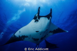 Big Manta at The Boiler, Socorro Islands, Sony RX-100 by Eric Addicott 